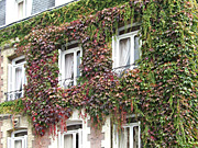 Europe, france, architecture, house, houses, housing, window, windows, ivy, hedera, AB67,