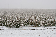 Rural, Rural Scene, Rural Scenes, Farming, Farmland, farm, farms, Agriculture, crop, crops, cotton, cotton crop, cotton crops, cotton farming, cotton industry, cotton field, cotton fields, cotton crop, cotton growing, cotton belt, cotton belts, crops, snow, snow scene, snow scenes, winter, cold, snowing.