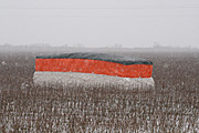 Rural, Rural Scene, Rural Scenes, Farming, Farmland, farm, farms, Agriculture, crop, crops, cotton, cotton crop, cotton crops, cotton farming, cotton industry, cotton field, cotton fields, cotton crop, cotton growing, cotton belt, cotton belts, crops, snow, snow scene, snow scenes, winter, cold, snowing.