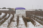 Rural, Rural Scene, Rural Scenes, Farming, Farmland, farm, farms, Agriculture, crop, crops, cotton, cotton crop, cotton crops, cotton farming, cotton industry, cotton field, cotton fields, cotton crop, cotton growing, cotton belt, cotton belts, crops, snow, snow scene, snow scenes, winter, cold, snowing.