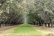 Tree, trees, almond, almonds, almond tree, almond trees, tree, trees, orchard, orchards, rural, rural scene, rural scenes.