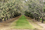 Tree, trees, almond, almonds, almond tree, almond trees, tree, trees, orchard, orchards, rural, rural scene, rural scenes.