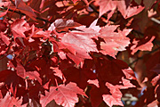 Usa, united states, america, united states of america, tree, trees, acer, maple, maples, autumn, autumn scene, autumn scenes, leaf, leaves.