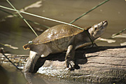 Reptile, Reptiles, turtle, turtles, river, water, water scene, water scenes, freshwater turtle, freshwater turtles, water turtle, water turtles, water, log, logs, RM75,