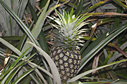 PINEAPPLES GROWING, QUEENSLAND