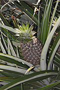 PINEAPPLES GROWING, QUEENSLAND