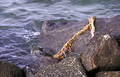 Environmental, environmental damage, pollute, pollutes, polluted, waterway, waterways, river, rivers, polluting, pollution, rubbish, polluted, water pollution, polluted water, polluted waterway, polluted waterways, rubbish, garbage, littered, litter, litters, littering.