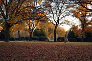 Australia, act, australian capital territory, territory, territories, Canberra, great dividing range, leaf, leaves, autumn, autumn scene, autumn scenes, lake, lakes, burley griffin, lake burley griffin, tree, trees, run, runs, running, runner, runners, people.