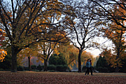 Australia, act, australian capital territory, territory, territories, Canberra, great dividing range, leaf, leaves, autumn, autumn scene, autumn scenes, lake, lakes, burley griffin, lake burley griffin, people, tree, trees.