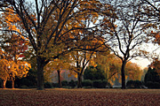 Australia, act, australian capital territory, territory, territories, Canberra, great dividing range, leaf, leaves, autumn, autumn scene, autumn scenes, lake, lakes, burley griffin, lake burley griffin, tree, trees.