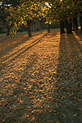 Australia, act, australian capital territory, territory, territories, Canberra, great dividing range, leaf, leaves, autumn, autumn scene, autumn scenes, lake, lakes, burley griffin, lake burley griffin, tree, trees.