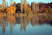 Australia, act, australian capital territory, territory, territories, Canberra, great dividing range, water, lake, lakes, burley griffin, lake burley griffin, tree, trees, autumn, autumn scene, autumn scenes, bird, birds, animal, animals, duck, ducks.