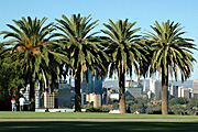 Australia, WA, Western Australia, perth, park, parks, kings, kings park, palm tree, palm trees, date, dates, date palm, date palms, JS78,