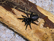 Arachnid, Arachnids, spider, spiders, funnelweb, funnelwebs, funnel web, funnel webs, funnel-web, funnel-webs, funnelweb spider, funnelweb spiders, funnel web spider, funnel web spiders, funnel-web spider, funnel-web spiders, Atrax, Atrax robustus, deadly, deadly spider, deadly spiders, danger, dangerous, dangerous spider, dangerous spiders, poisonous, poisonous spider, poisonous spiders, venemous, venomous spiders, venomous spiders, Dipluridae, sydney funnelweb spider, sydney funnelweb spiders, sydney funnel web spider, sydney funnel web spiders, sydney funnel-web spider, sydney funnel-web spiders, australia, new South Wales, nsw, PA76,