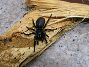Arachnid, Arachnids, spider, spiders, funnelweb, funnelwebs, funnel web, funnel webs, funnel-web, funnel-webs, funnelweb spider, funnelweb spiders, funnel web spider, funnel web spiders, funnel-web spider, funnel-web spiders, Atrax, Atrax robustus, deadly, deadly spider, deadly spiders, danger, dangerous, dangerous spider, dangerous spiders, poisonous, poisonous spider, poisonous spiders, venemous, venomous spiders, venomous spiders, Dipluridae, sydney funnelweb spider, sydney funnelweb spiders, sydney funnel web spider, sydney funnel web spiders, sydney funnel-web spider, sydney funnel-web spiders, australia, new South Wales, nsw, PA76,