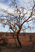 Australia, wa, western australia, pilbara, the pilbara, ophthalmia, ophthalmia range, tree, trees, fire, fires, bushfire, bushfires, outback, australian outback, outback australia