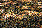 Leaf, leaves, autumn, autumn scene, autumn scenes, pa76,
