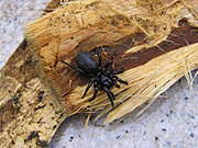 Arachnid, Arachnids, spider, spiders, funnelweb, funnelwebs, funnel web, funnel webs, funnel-web, funnel-webs, funnelweb spider, funnelweb spiders, funnel web spider, funnel web spiders, funnel-web spider, funnel-web spiders, Atrax, Atrax robustus, deadly, deadly spider, deadly spiders, danger, dangerous, dangerous spider, dangerous spiders, poisonous, poisonous spider, poisonous spiders, venemous, venomous spiders, venomous spiders, Dipluridae, sydney funnelweb spider, sydney funnelweb spiders, sydney funnel web spider, sydney funnel web spiders, sydney funnel-web spider, sydney funnel-web spiders, australia, new South Wales, nsw, PA76,