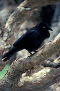 A ROYALTY FREE IMAGE OF: LITTLE CROW (CORVUS BENNETTI) STAR SWAMP, WESTERN AUSTRALIA