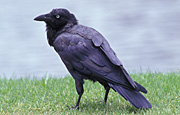 A ROYALTY FREE IMAGE OF: TORRESIAN CROW (CORVUS ORRU)