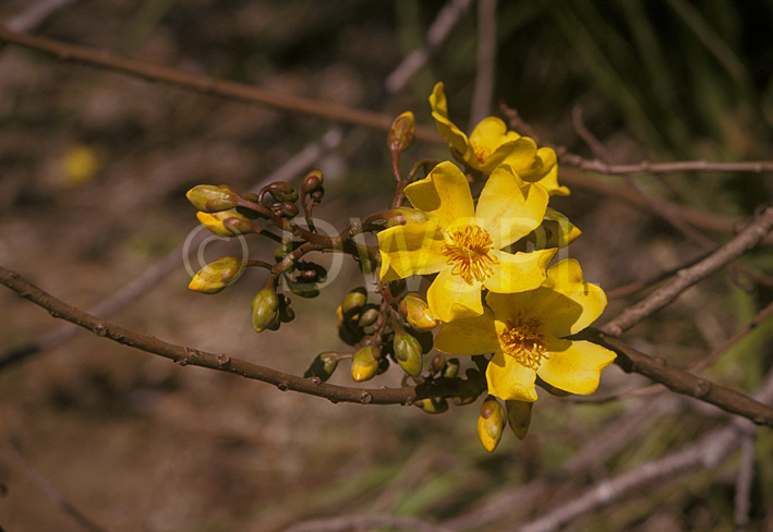 Cochlospermum Fraseri