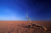 Australia, Australian, Australian desert, Australian deserts, Desert, deserts, desert scenes, simpson, simpson desert, australian outback, outback australia, national park, national parks, simpson, remote, dry, tree, trees, outback.