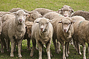 Animal, animals, sheep, meat industry, meat trade, livestock, agriculture, herd, herds, australia, RM75,