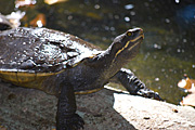 Reptile, Reptiles, turtle, turtles, river, water, water scene, water scenes, freshwater turtle, freshwater turtles, water turtle, water turtles, rock, rocks, water, log, logs, RM75,