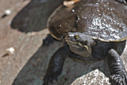 Australia, Reptile, Reptiles, turtle, turtles, river, water, water scene, water scenes, freshwater turtle, freshwater turtles, water turtle, water turtles, rock, rocks, water, log, logs, RM75,