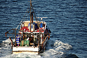 Australia, New South Wales, sydney, sydney harbour, harbour, harbours, boat, boats, boating, vehicle, vehicles, fishing, fishing industry, fishing boat, fishing boats, industry, commercial, commercial fishing, trawler, trawlers, fishing trawler, fishing trawlers.