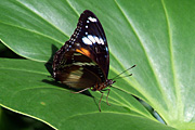 Insect, insects, lepidoptera, butterfly, butterflies, varied, varied butterfly, varied butterflies, hypolimnas, bolina, hypolimnas bolina.
