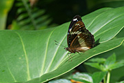 Insect, insects, lepidoptera, butterfly, butterflies, varied, varied butterfly, varied butterflies, hypolimnas, bolina, hypolimnas bolina.