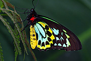 Insect, insects, lepidoptera, butterfly, butterflies, cairns, birdwing, birdwings, cairns birdwing, cairns birdwings, cairns birdwing butterfly, cairns birdwing butterflies, ornithoptera, priamus, ornithoptera priamus, invertebrate, invertebrates, arthropod, arthropods, papilionidae, lepidoptera, australian birdwing, australian birdwings, australian birdwing butterfly, australian birdwing butterflies.