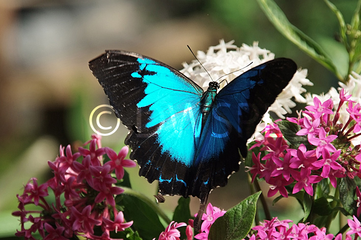 stock photo image: Insect, insects, lepidoptera, Arthropod, Arthropods, insecta, butterfly, butterflies, ulysses, ulysses butterfly, ulysses butterflies, papilio, ulysses, papilio ulysses, DFF, DFFFAUNA.