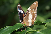 Insect, insects, lepidoptera, butterfly, butterflies, varied, varied butterfly, varied butterflies, hypolimnas, bolina, hypolimnas bolina.