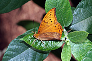 Insect, insects, lepidoptera, butterfly, butterflies, cruiser, cruisers, cruiser butterfly, cruiser butterflies, vindula, arsinoe, vindula arsinoe, flower, flowers.