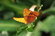 Insect, insects, lepidoptera, butterfly, butterflies, cruiser, cruisers, cruiser butterfly, cruiser butterflies, vindula, arsinoe, vindula arsinoe, flower, flowers.