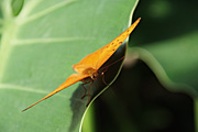 Arthropod, Arthropods, insect, insects, butterfly, butterflies, lurcher, lurcher butterfly, lurcher butterflies, yoma, yoma sabina parva, nymphalidae, australian lurcher, australian lurchers, australian lurcher butterfly, australian lurcher butterflies.