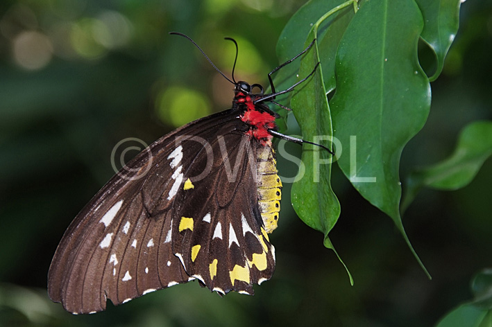 stock photo image: Insect, insects, lepidoptera, butterfly, butterflies, cairns, birdwing, birdwings, cairns birdwing, cairns birdwings, cairns birdwing butterfly, cairns birdwing butterflies, ornithoptera, priamus, ornithoptera priamus, invertebrate, invertebrates, arthropod, arthropods, papilionidae, lepidoptera, australian birdwing, australian birdwings, australian birdwing butterfly, australian birdwing , insect, insects, lepidoptera, butterfly, butterflies, butterflies.