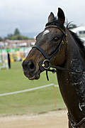 Australia, sa, south australia, adelaide, easter show, easter shows, royal easter show, royal easter shows, show, shows, entertainment, animal, animals, horse, horses, dressage, dressage horse, dressage horses, bridle, bridles.