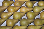 Australia, sa, south australia, adelaide, easter show, easter shows, royal easter show, royal easter shows, show, shows, entertainment, fruit, pear, pears, beurre, bosc, beurre bosc pear, beurre bosc pears, beurre-bosc pear, beurre-bosc pears.