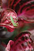 GREEN PRAYING MANTID ON IRESINE HERBSTII LEAF (BLOODLEAF PLANT)