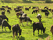 New zealand, nz, Farming, Farmland, farm, farms, Animal, Animals, Cow, Cows, dairy cow, dairy cows, dairy cattle, cattle, livestock.