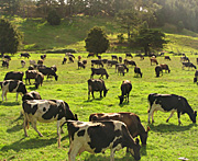 New zealand, nz, Farming, Farmland, farm, farms, Animal, Animals, Cow, Cows, dairy cow, dairy cows, dairy cattle, cattle, livestock.