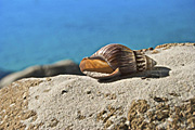 Australia, Australian, Marinelife, Marine life, Aquatic, Aquatic life, Sea life, Sealife, shell, shells, mollusc, molluscs, gastropod, gastropods, seashell, seashells, sea shell, sea shells, rock, rocks, RM75,