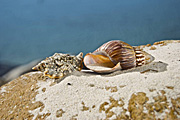 Australia, Australian, Marinelife, Marine life, Aquatic, Aquatic life, Sea life, Sealife, shell, shells, mollusc, molluscs, gastropod, gastropods, seashell, seashells, sea shell, sea shells, rock, rocks, RM75,