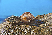 Australia, Australian, Marinelife, Marine life, Aquatic, Aquatic life, Sea life, Sealife, shell, shells, mollusc, molluscs, gastropod, gastropods, seashell, seashells, sea shell, sea shells, rock, rocks, RM75,