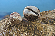 Australia, Australian, Marinelife, Marine life, Aquatic, Aquatic life, Sea life, Sealife, shell, shells, mollusc, molluscs, gastropod, gastropods, seashell, seashells, sea shell, sea shells, rock, rocks, RM75,