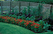 Garden, gardens, vegetable, vegetables, vegetable garden, vegetable gardens, geranium, geraniums, beta, vulgaris, beta vulgaris, rainbow chard, chard, chards, brassica juncea, brassica, juncea, pea, peas, fence, fences.