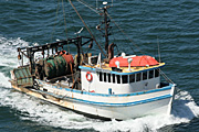 Australia, New South Wales, fishing, commercial, commercial fishing, boat, boats, boating, transport, trawler, trawlers, fishing trawler, fishing trawlers.
